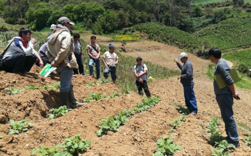 Apoyo a la agricultura en Quilmaná: el campo que nos alimenta